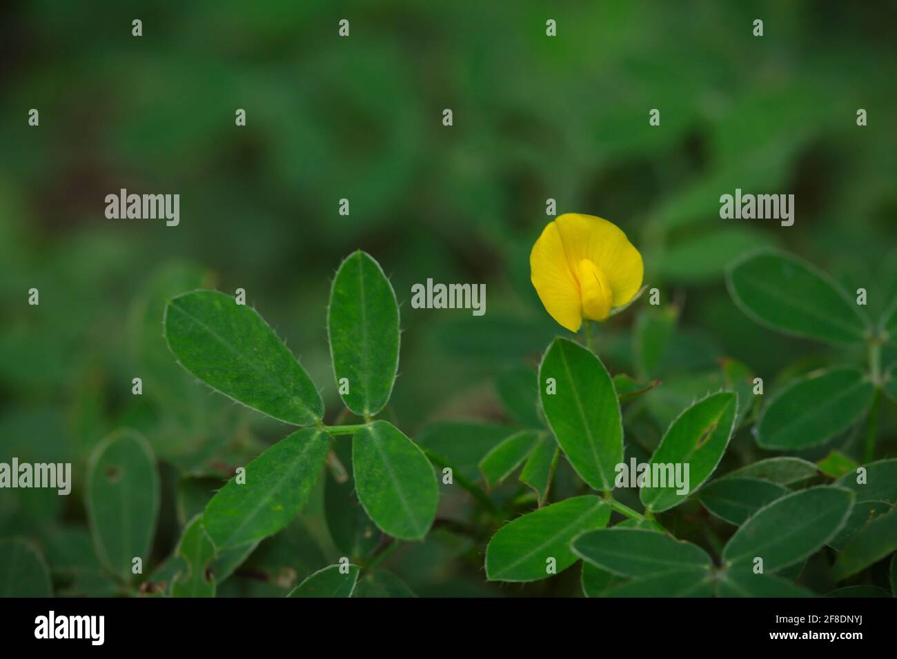 Flowers and leaves of Arachis pintoi (Pinto peanut) - a forage plant Stock Photo