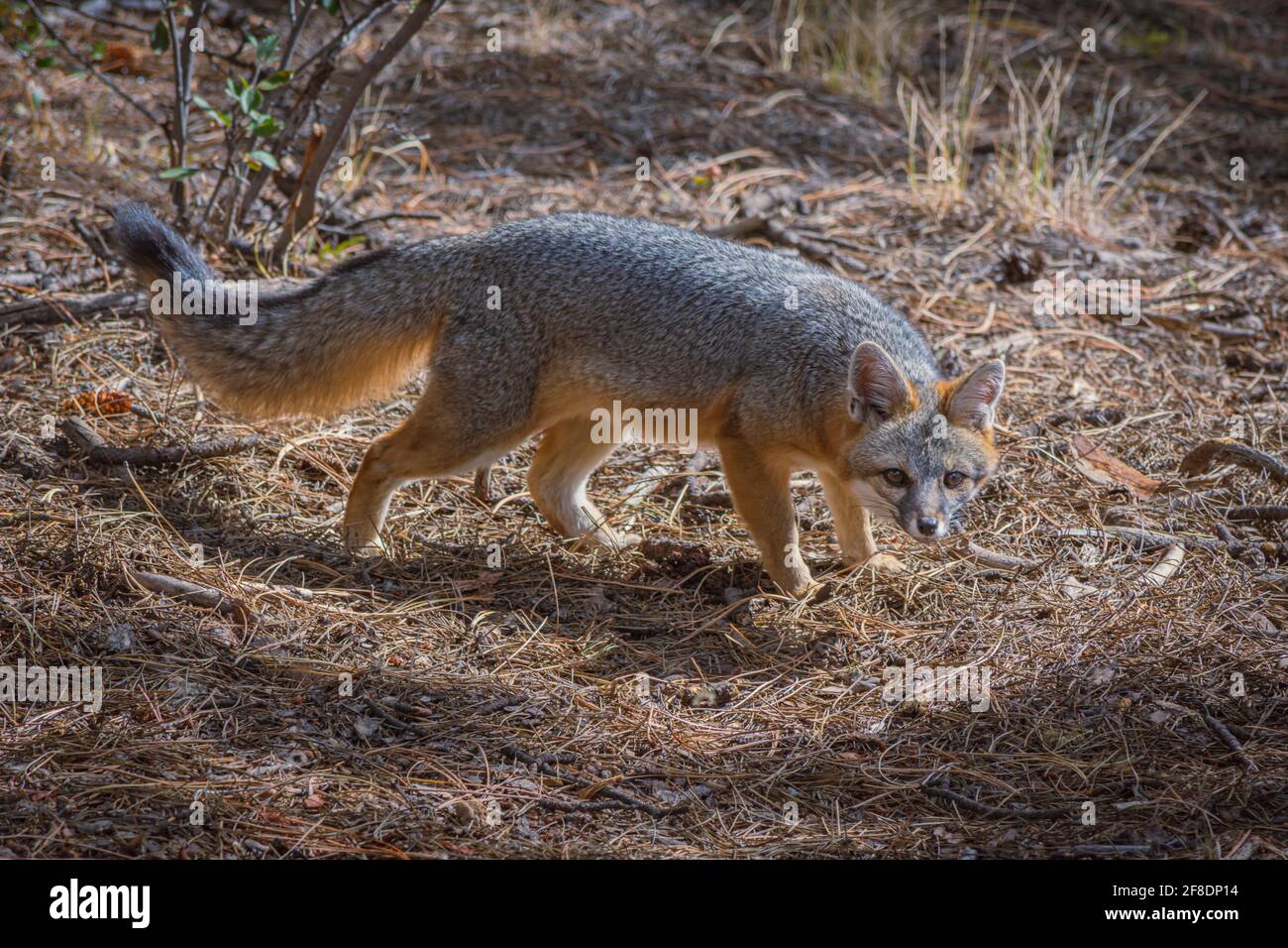 Young Gray Fox or Grey Fox (Urocyon cinereoargenteus) hunting, watches photographer in the Pike National Forest, Colorado USA. Photo taken in October. Stock Photo