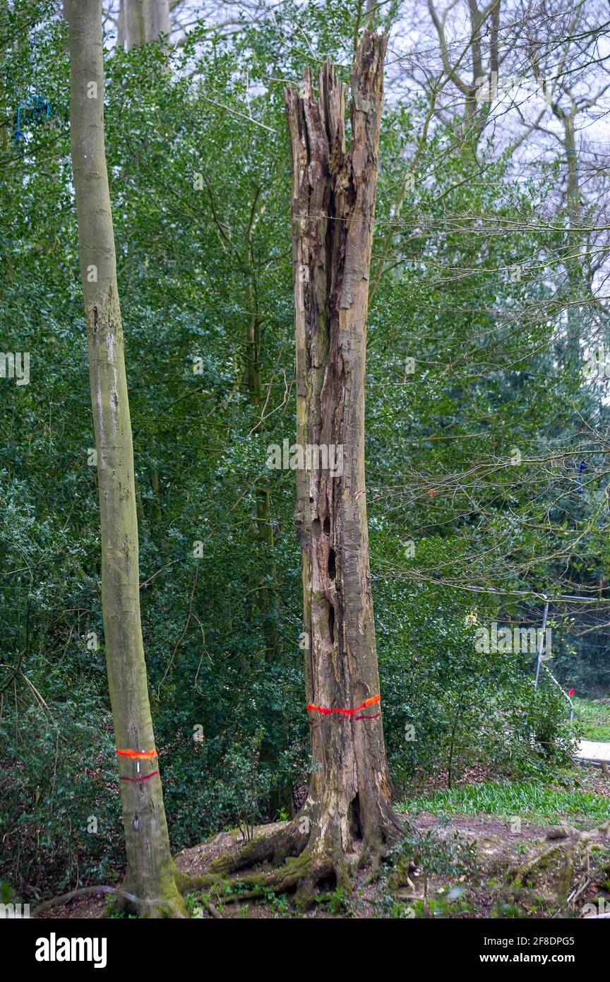 Aylesbury Vale, UK. 9th April, 2021. Trees marked for felling by HS2