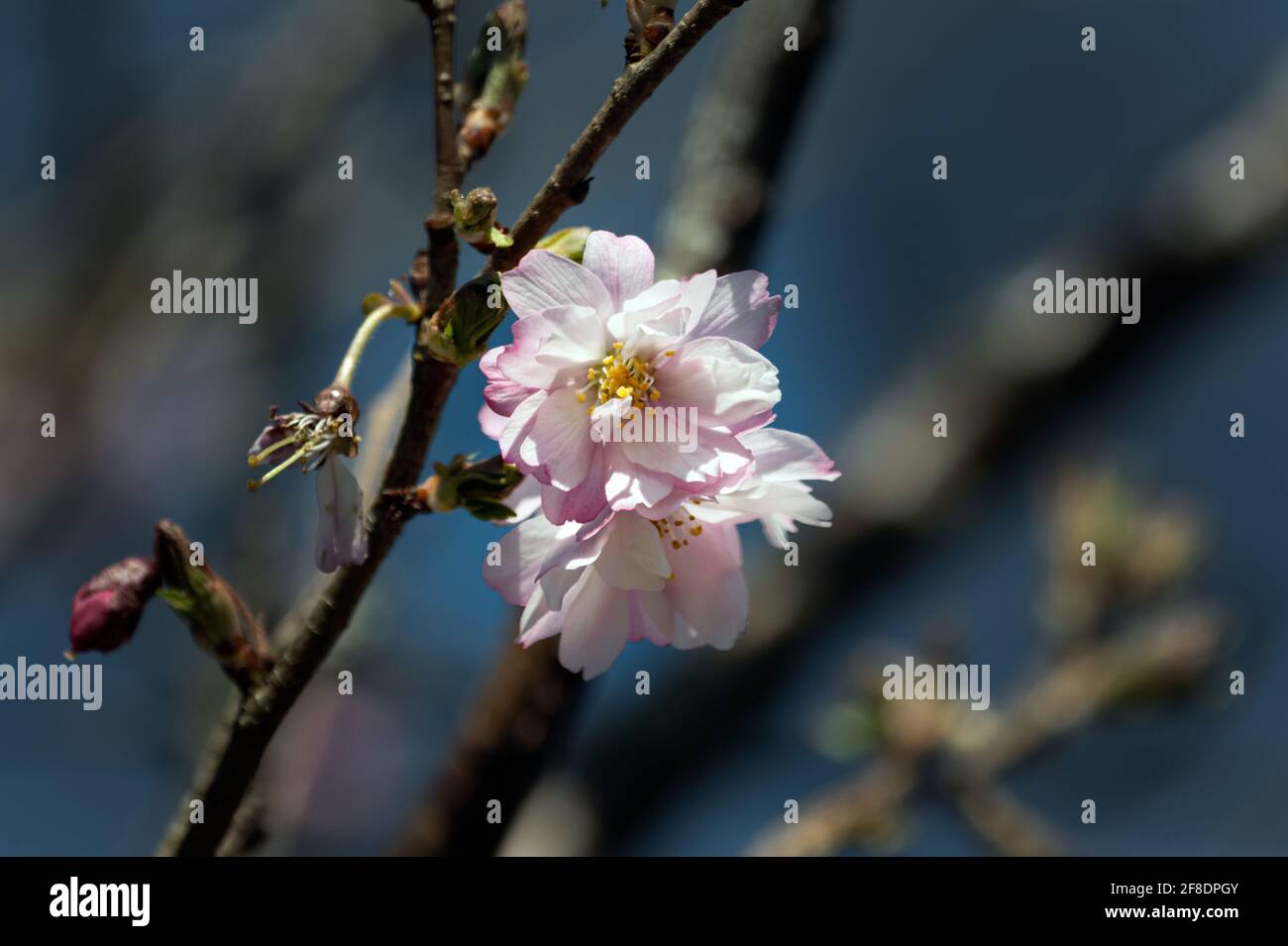 Pink ornamental cherry tree flowers in spring, against a blue sky, close up Stock Photo