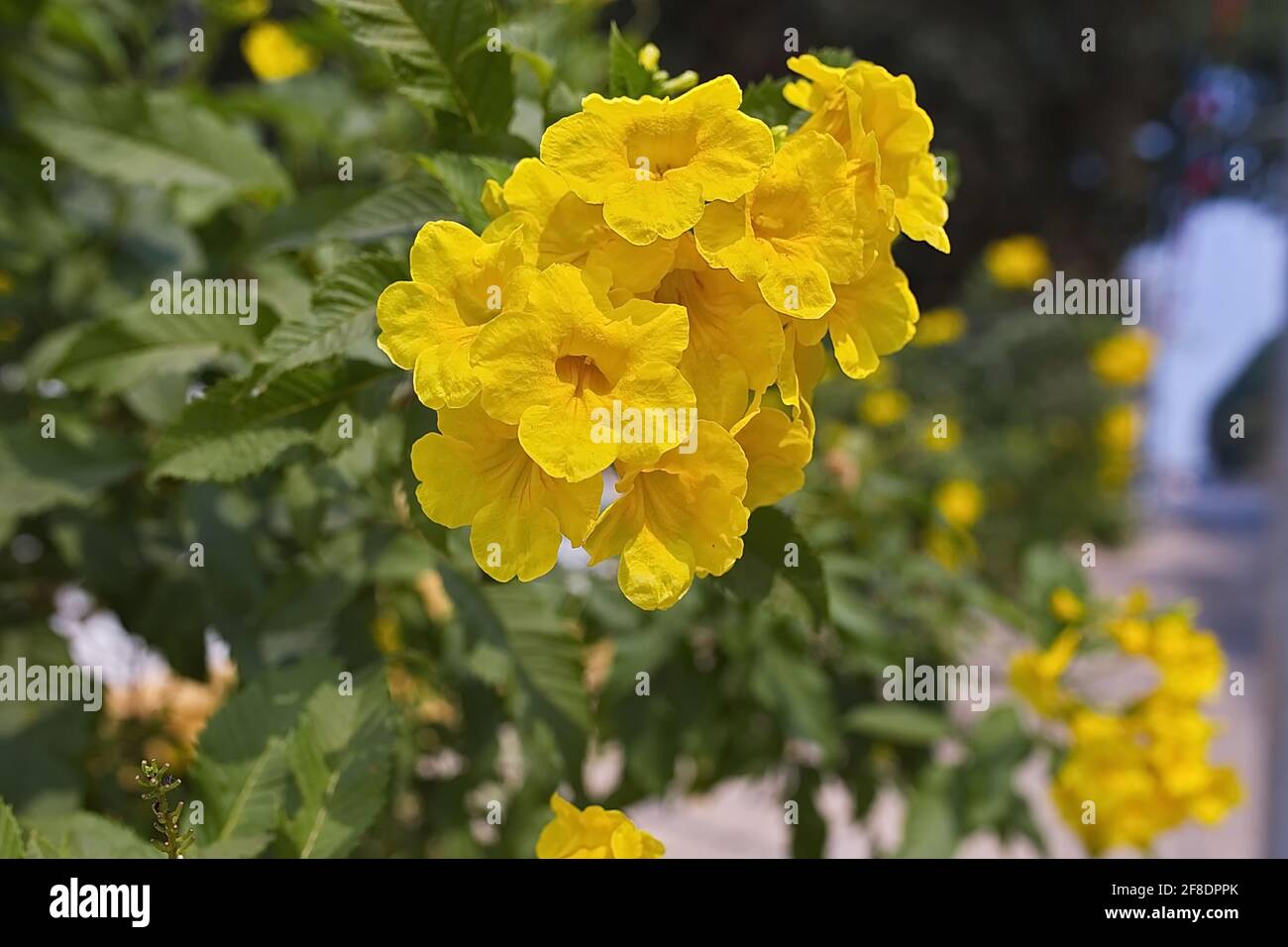 Tecoma stans (yellow bells) blooming flowers on tree branch Stock Photo