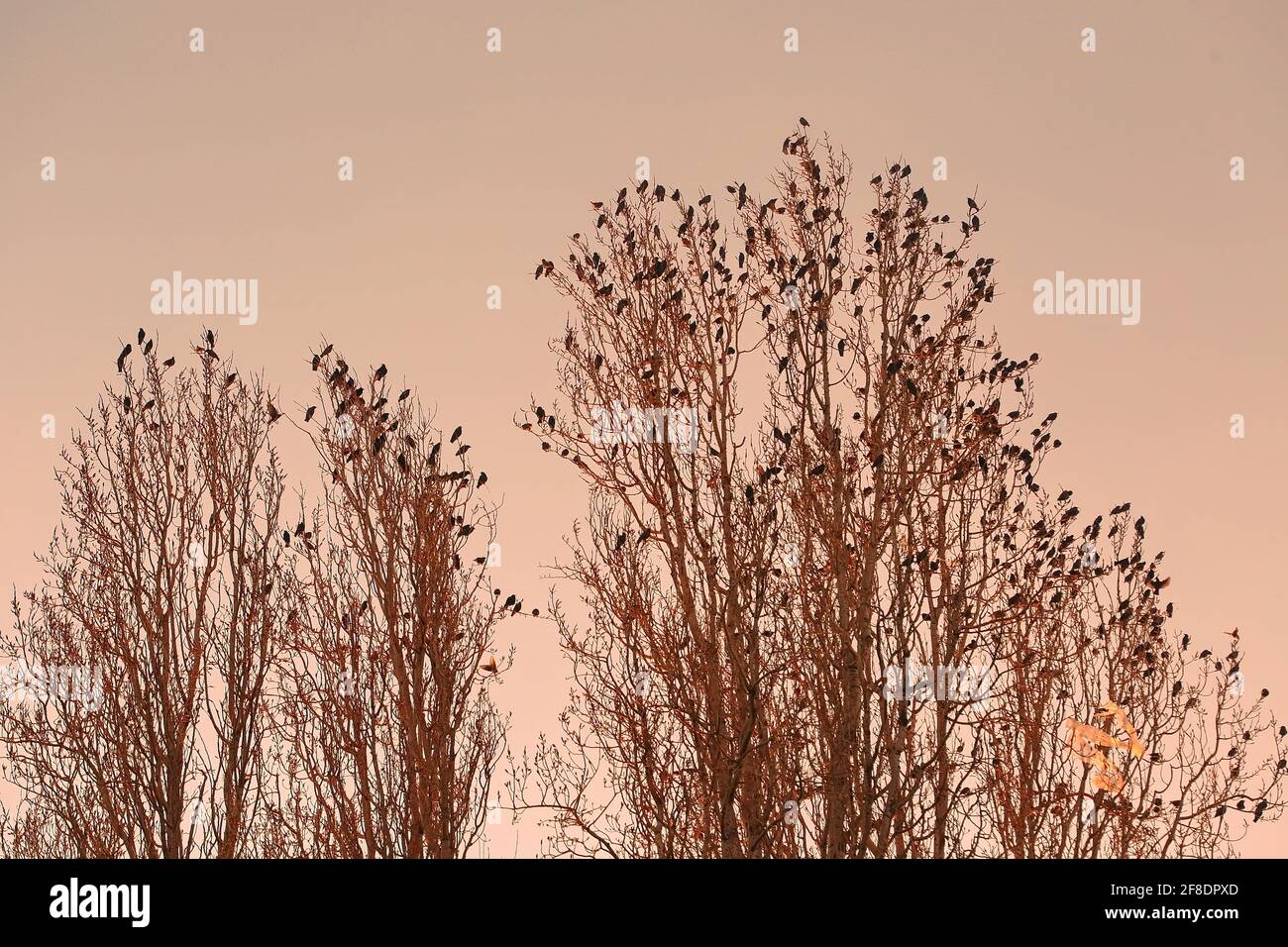Flock of Crows perched on the tops of dry tree Stock Photo