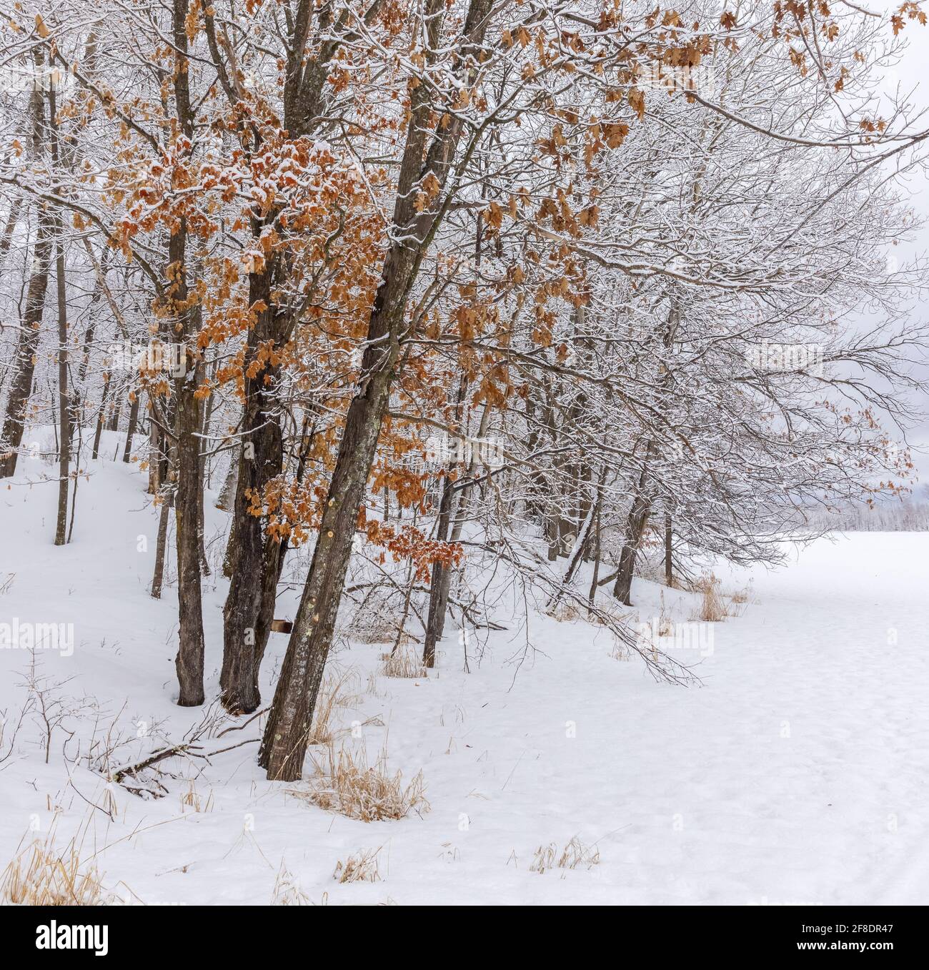 Snowcovered trees in northern Wisconsin Stock Photo Alamy
