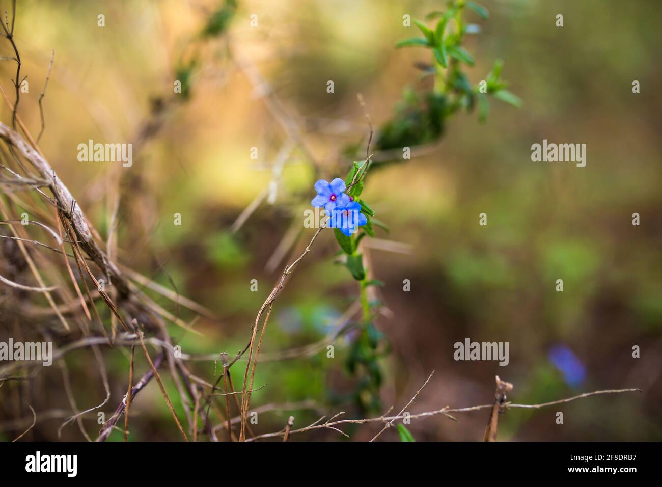 Glandora prostrata (shrubby gromwell, creeping gromwell or purple gromwell) blooming blue flower Stock Photo