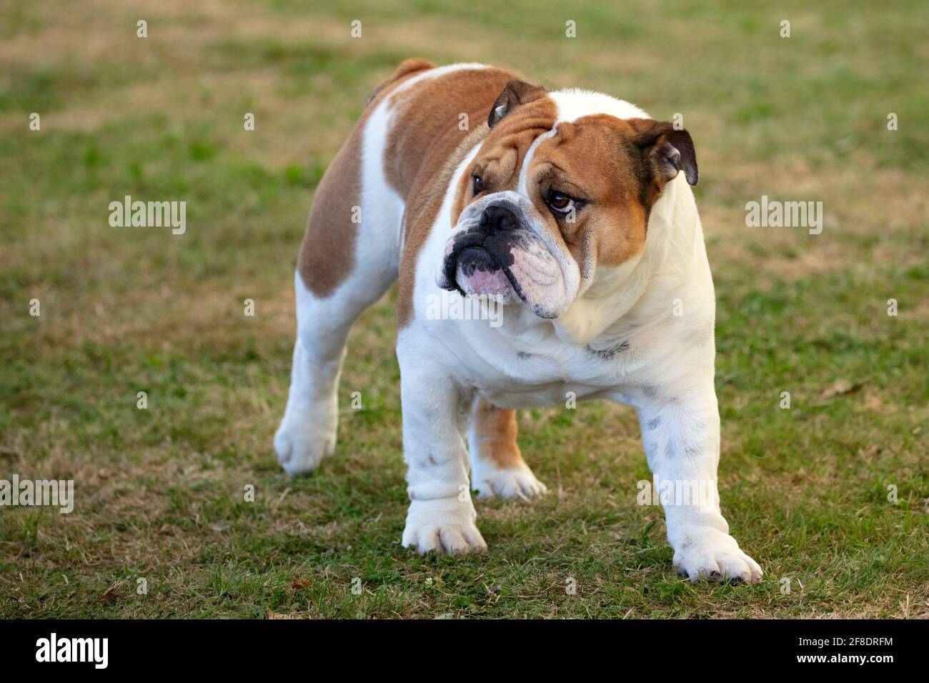 Flat Faced Breed Hi res Stock Photography And Images Alamy flat-faced-breed-hi-res-stock-photography-and-images-alamy
