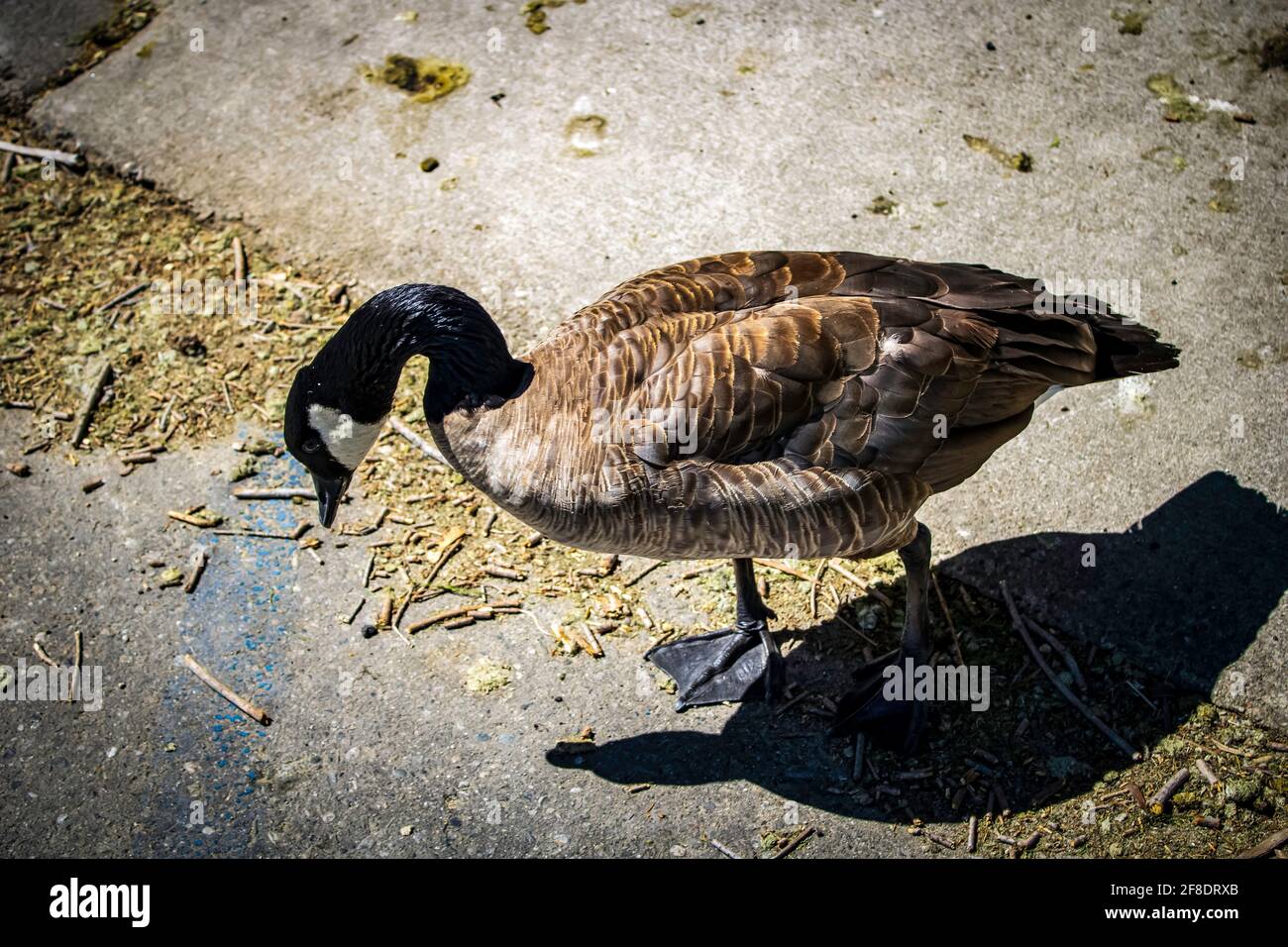 Cement goose hires stock photography and images Alamy