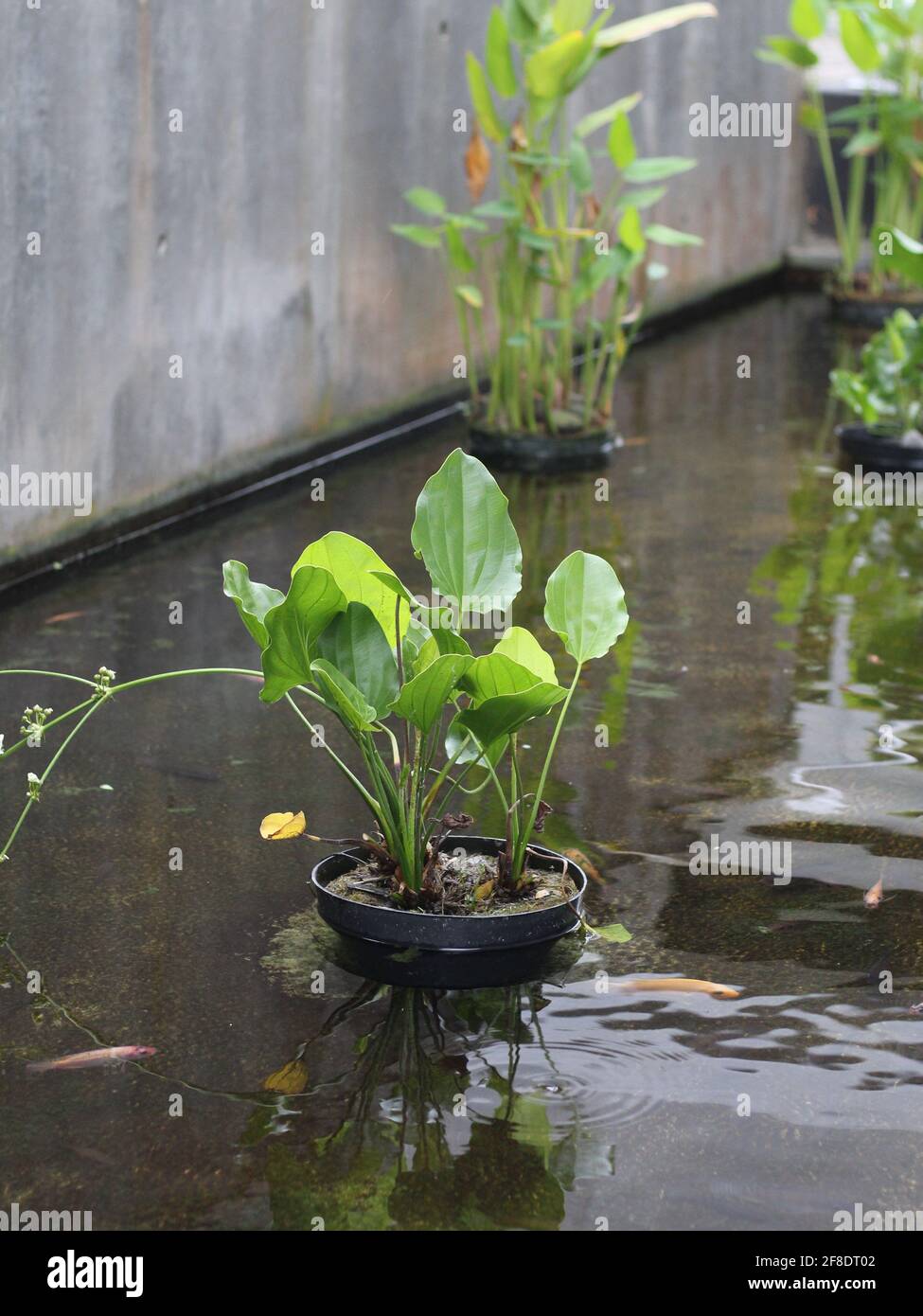 Lotus koi hires stock photography and images Alamy