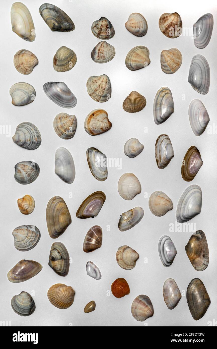Lots of different seashells on white background Stock Photo