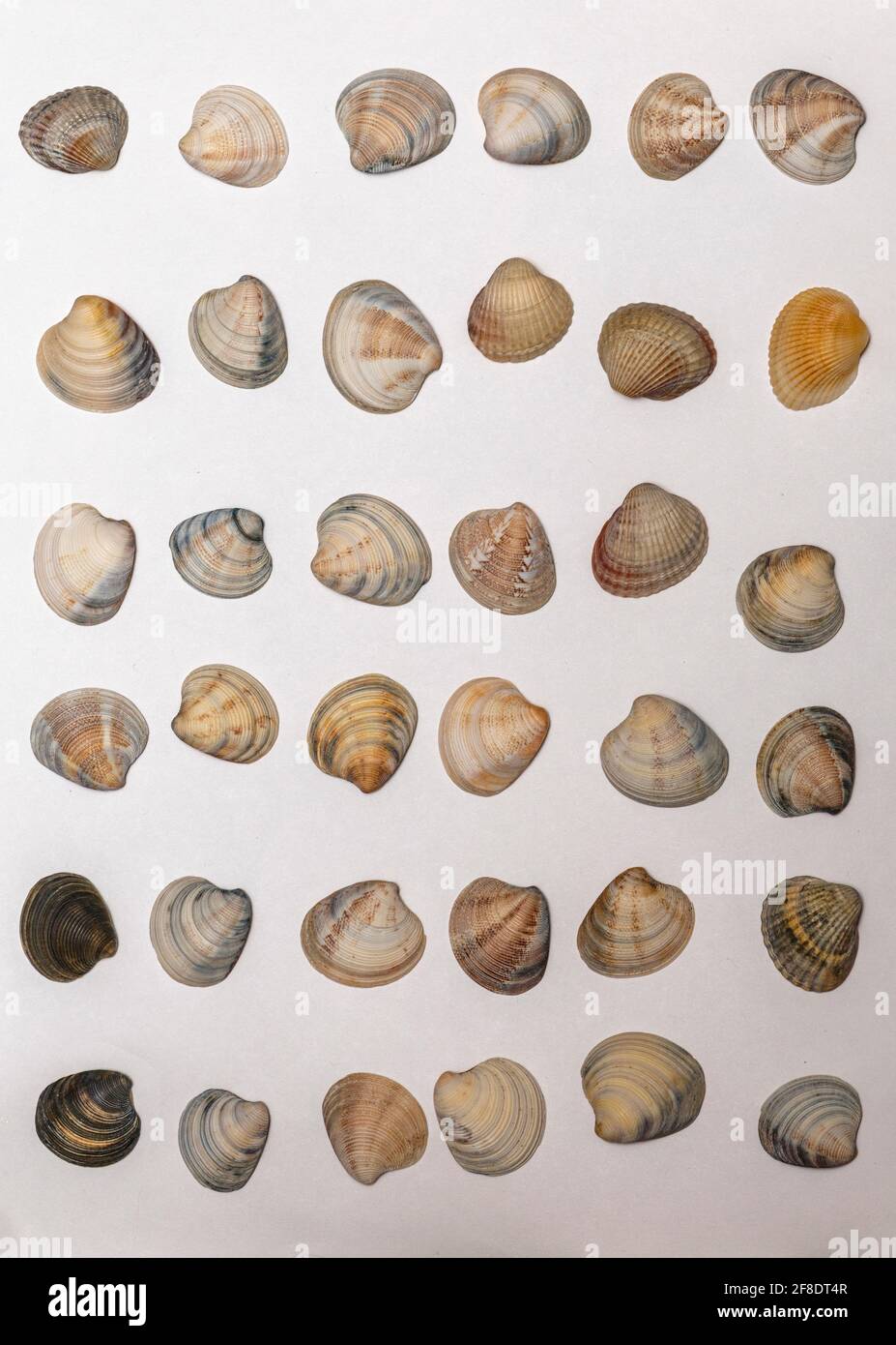 Lots of different seashells on white background Stock Photo