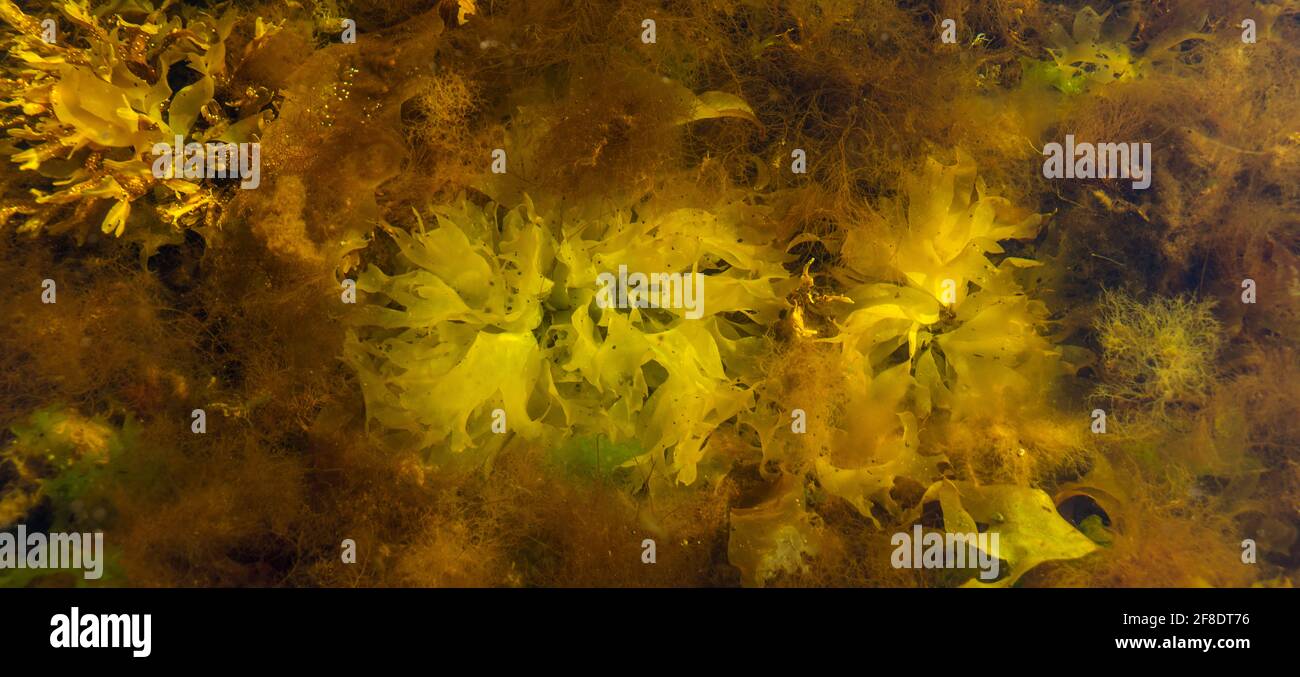 Panorama of the underwater flora. Seaweed close-up in sunlight. Bright abstract sea background. Stock Photo