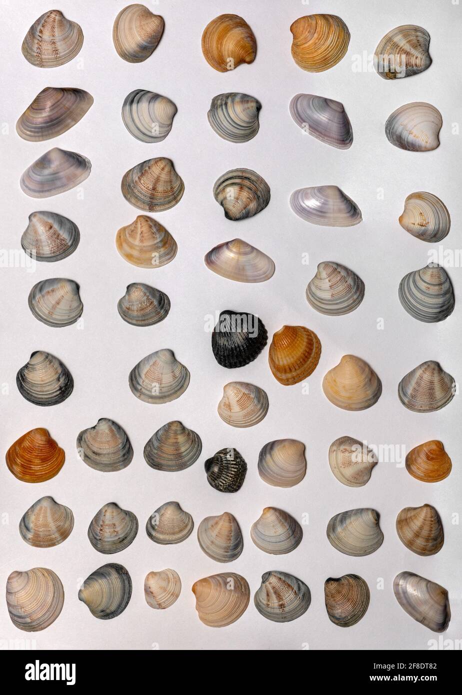 Lots of different seashells on white background Stock Photo
