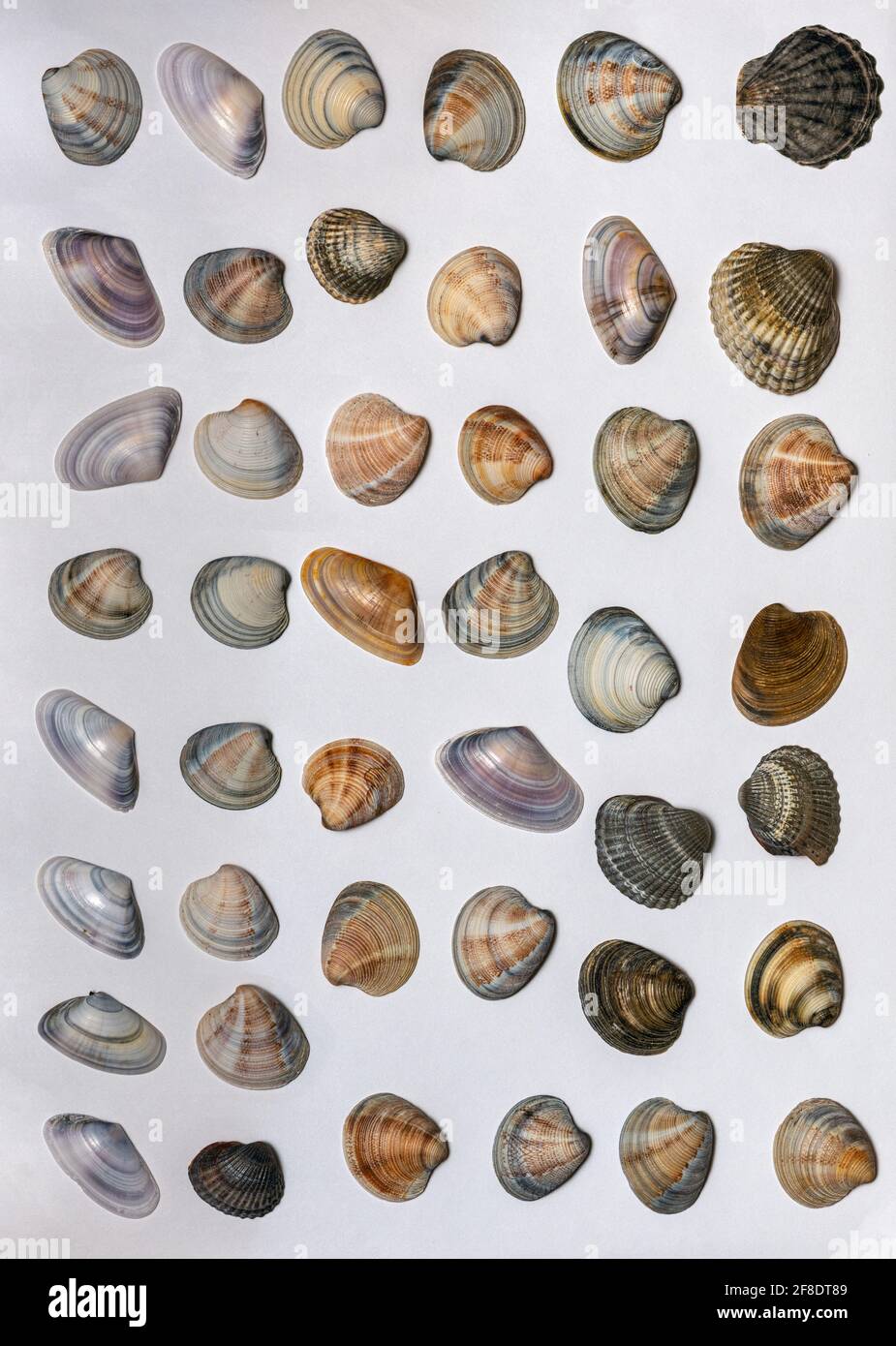 Lots of different seashells on white background Stock Photo