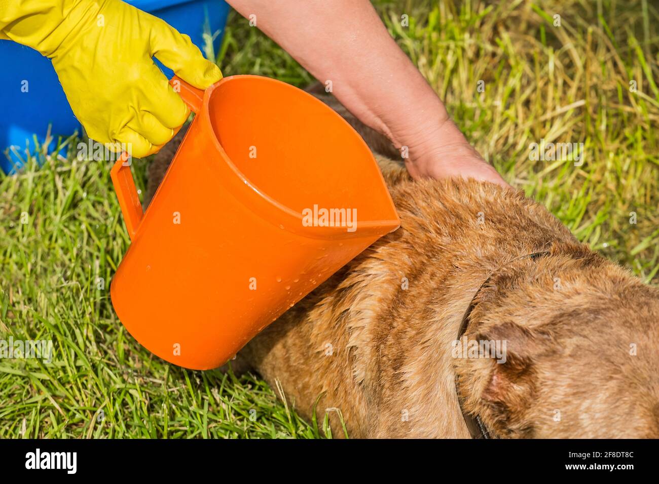 Woman's hands in a yellow household glove with an orange jug wash a dog on the grass in the yard. Stock Photo