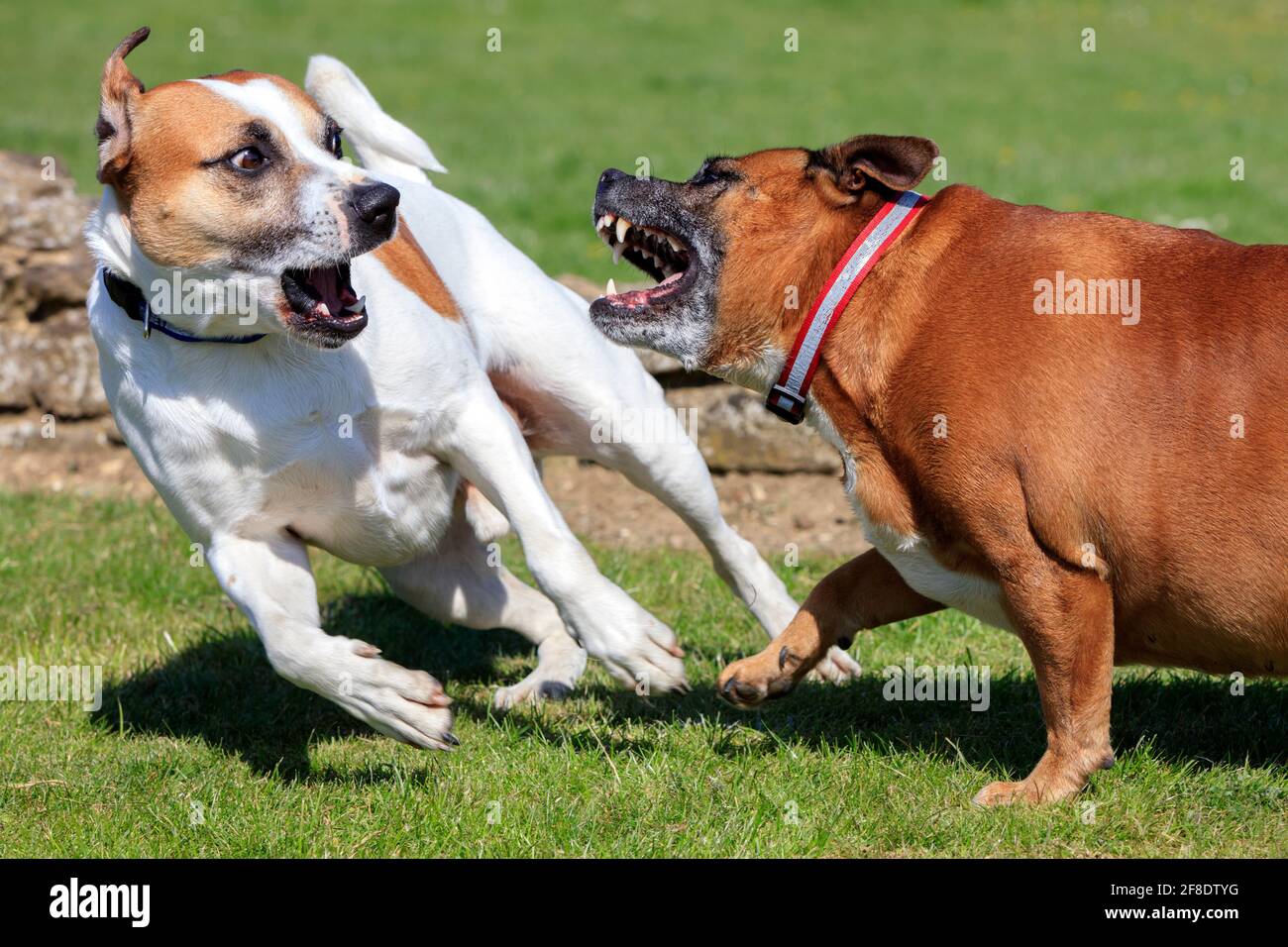 Two dogs play fighting Stock Photo