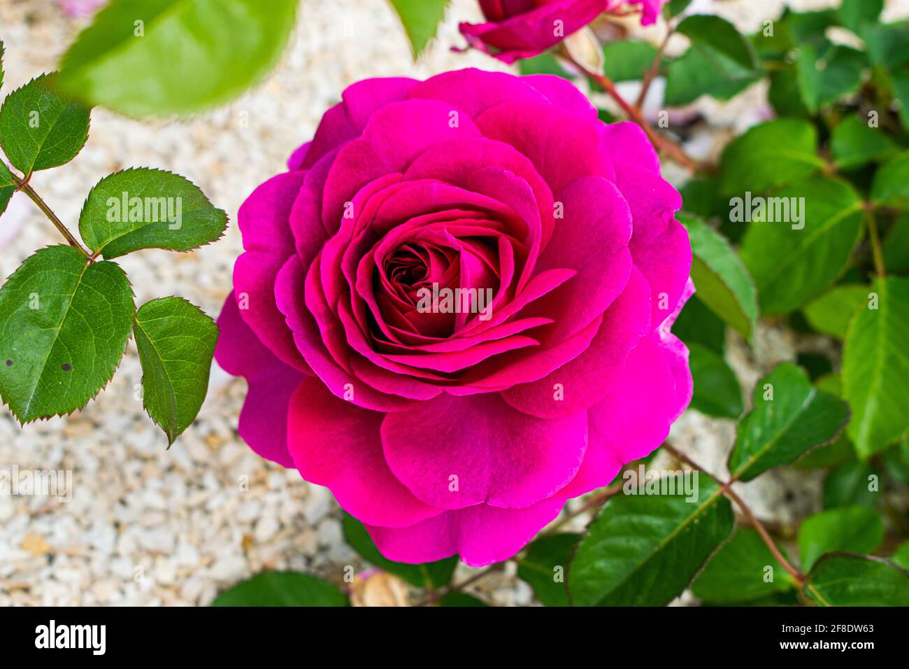 Top-view of beautiful pink hybrid tea garden rose by green leaves Stock ...