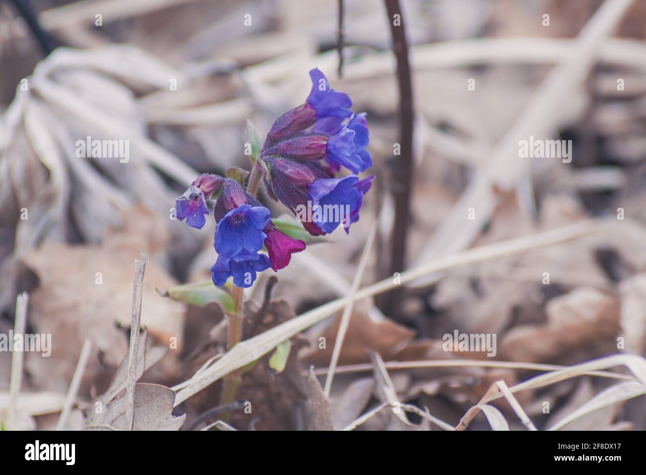 Pulmonaria Officinalis, common lungwort, Mary's tears, or Our Lady's milk drops Stock Photo