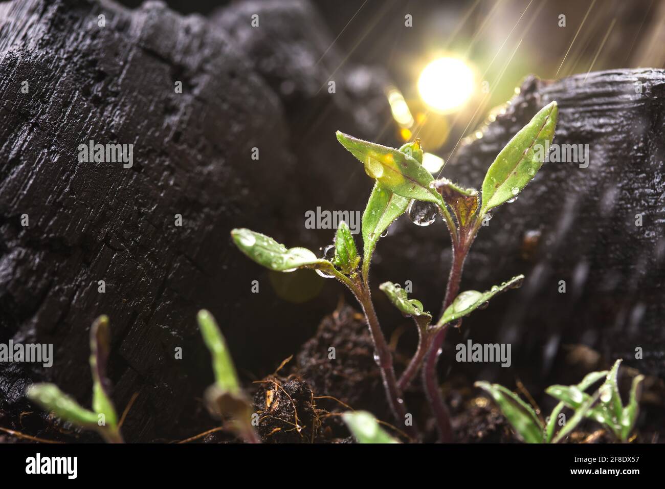 Baby tomato plants in the garden Stock Photo