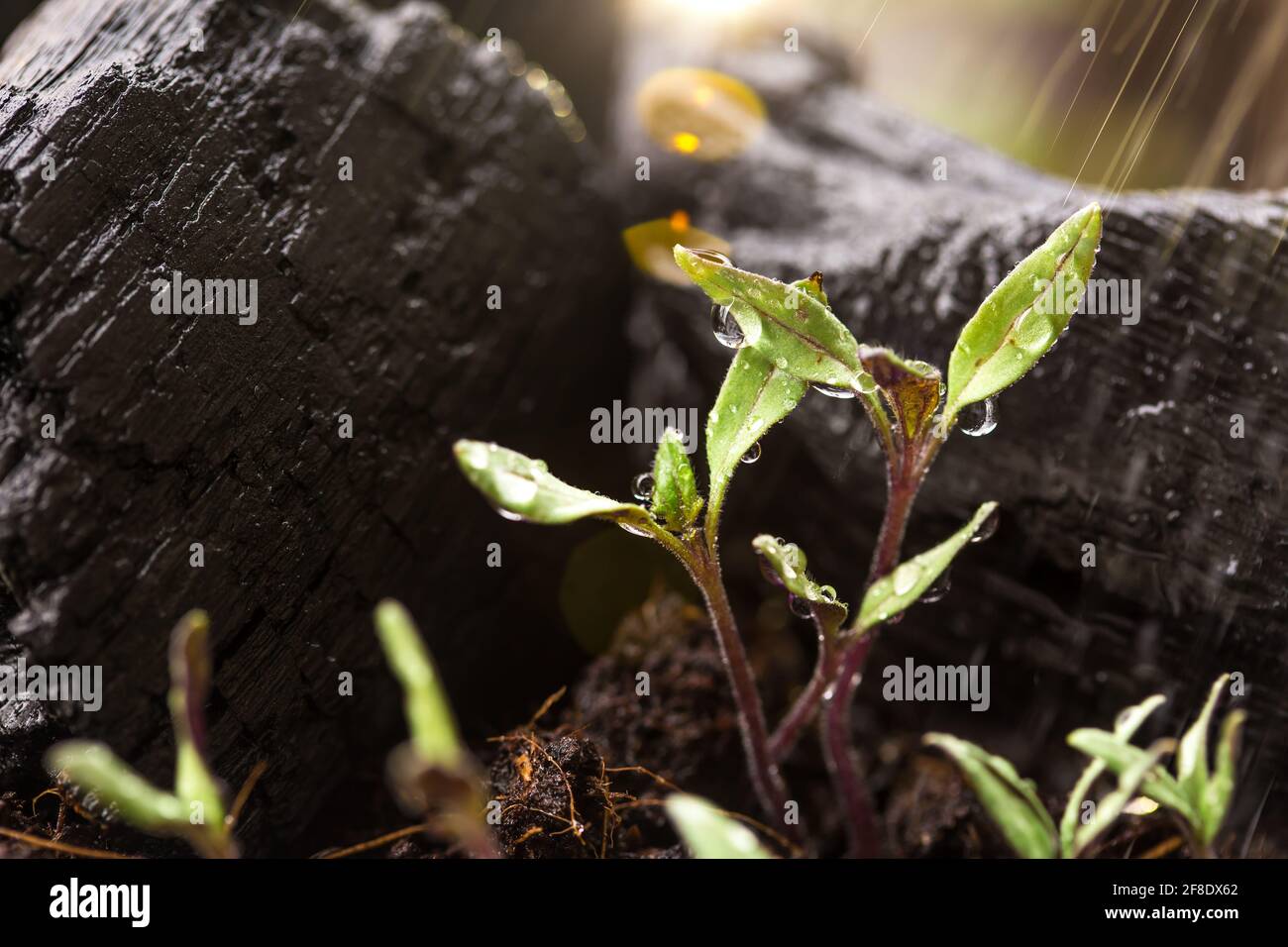 Baby tomato plants in the garden Stock Photo