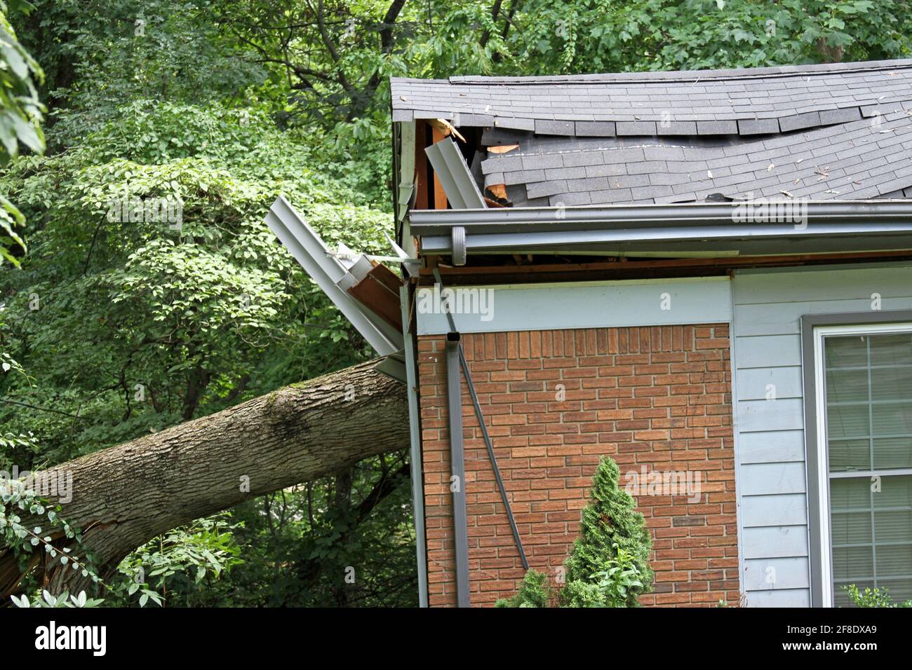 A tree falls on a house in a storm and rips it apart Stock Photo Alamy
