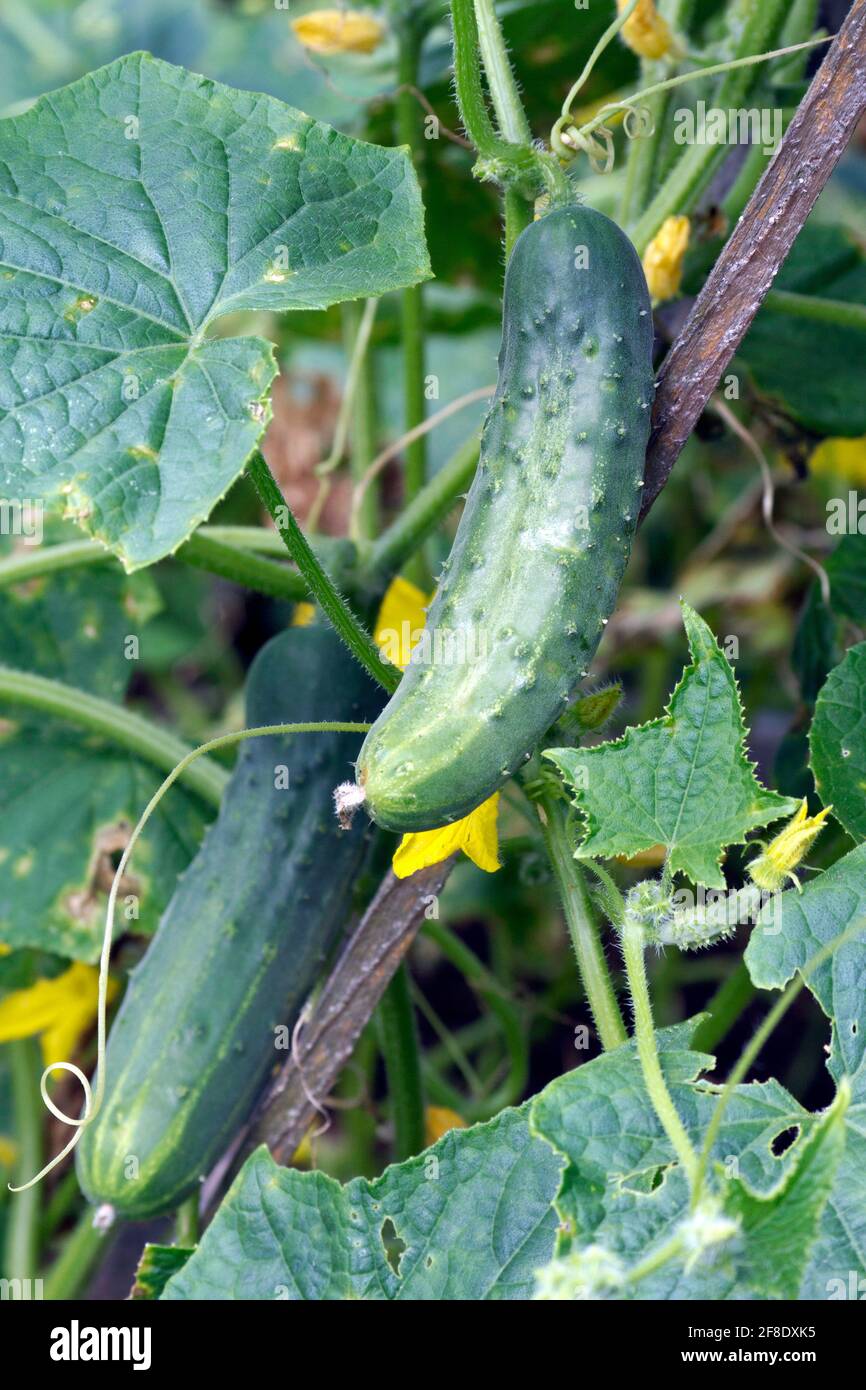 Closeup of a thriving garden cucumber plant with yellow flowers and