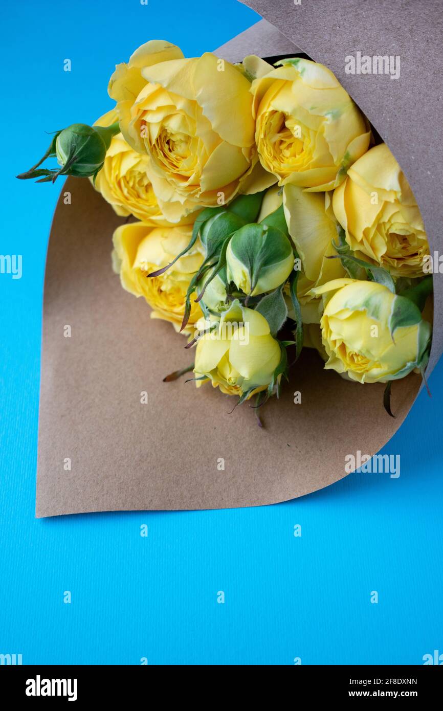 Beautiful yellow pion-shaped rose. Bouquet Shrub roses on blue background. Illuminating yellow. Trendy color Stock Photo
