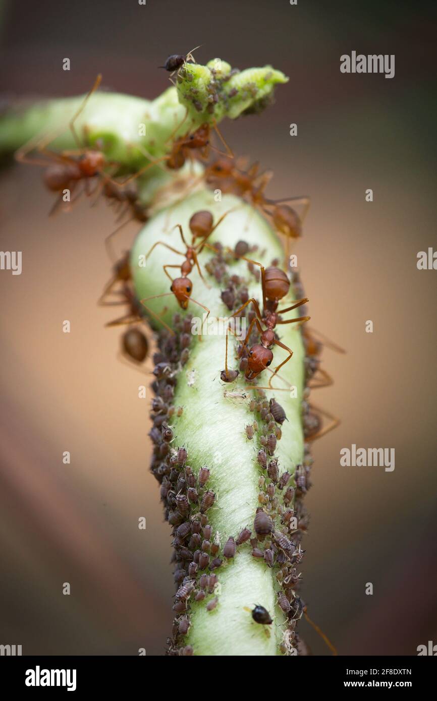 The red bull ant (Myrmecia gulosa) - also known as the giant bull ant or 'hoppy joe' (species of bulldog ant from the genus Myrmecia) Stock Photo