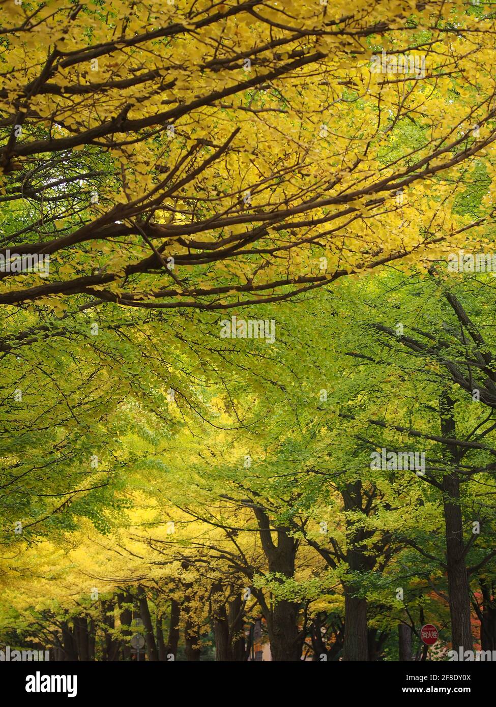 flowering trees japan Stock Photo Alamy