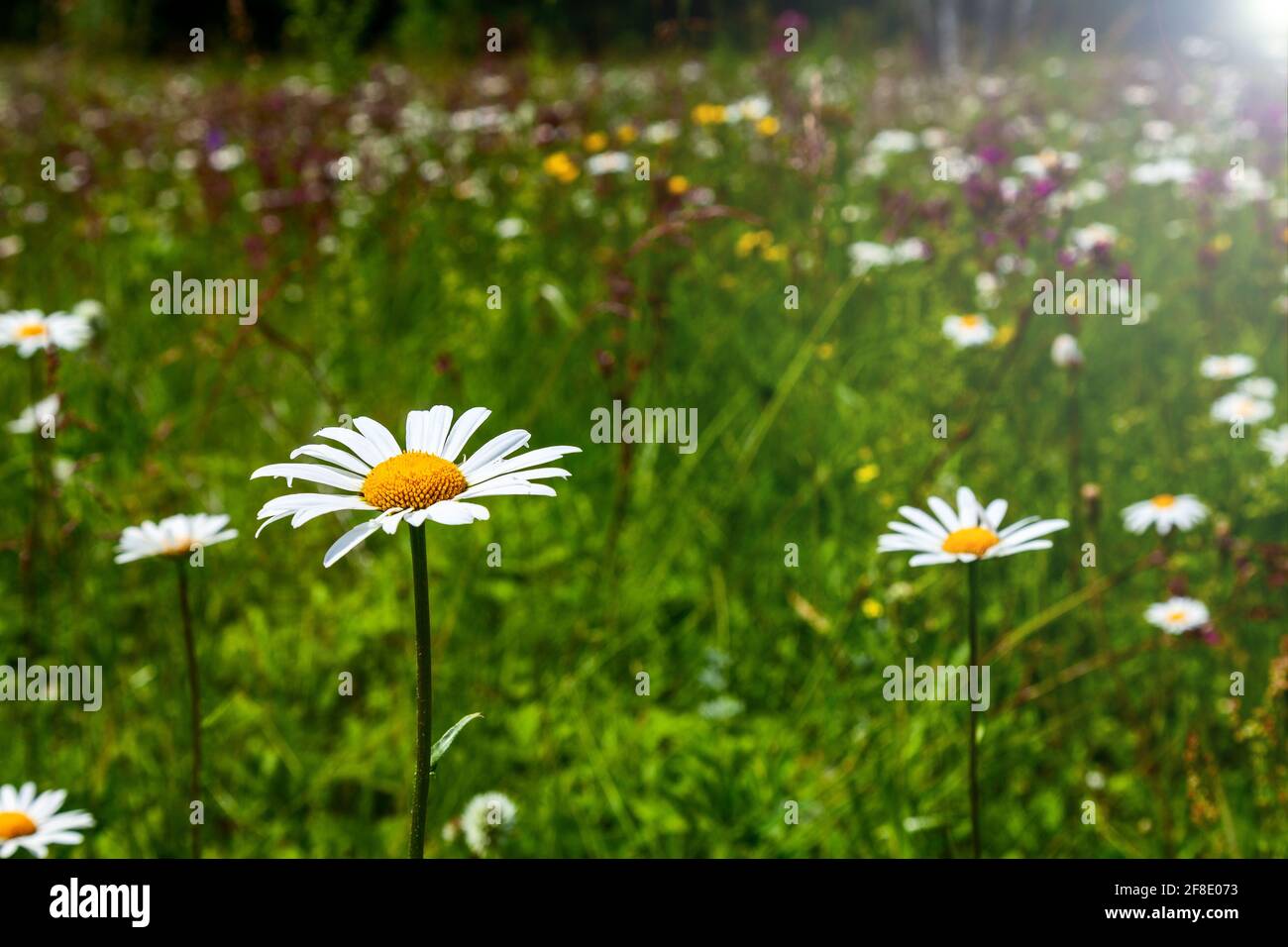Background image - white daisies grow on the field in the summer sun ...