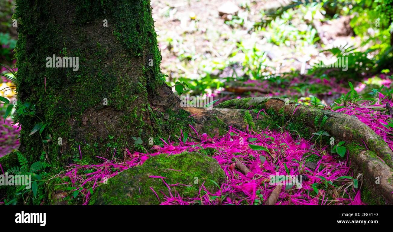 Bottom view of tree trunk and fallen pink flowers on the ground Stock Photo