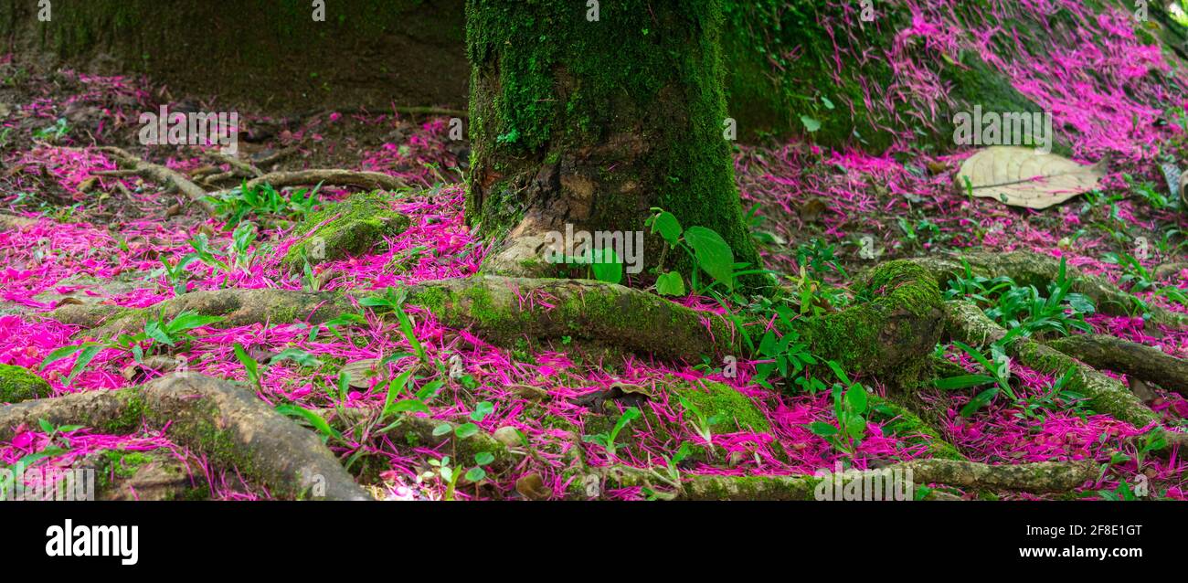 Bottom view of tree trunk and fallen pink flowers on the ground Stock Photo