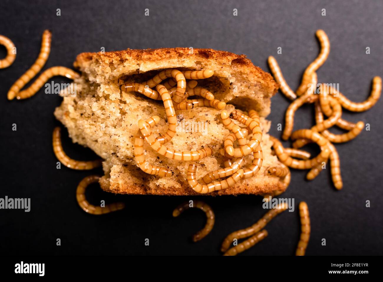 Meat worms on old bread, eating it and moving, Tenebrio molitor Stock