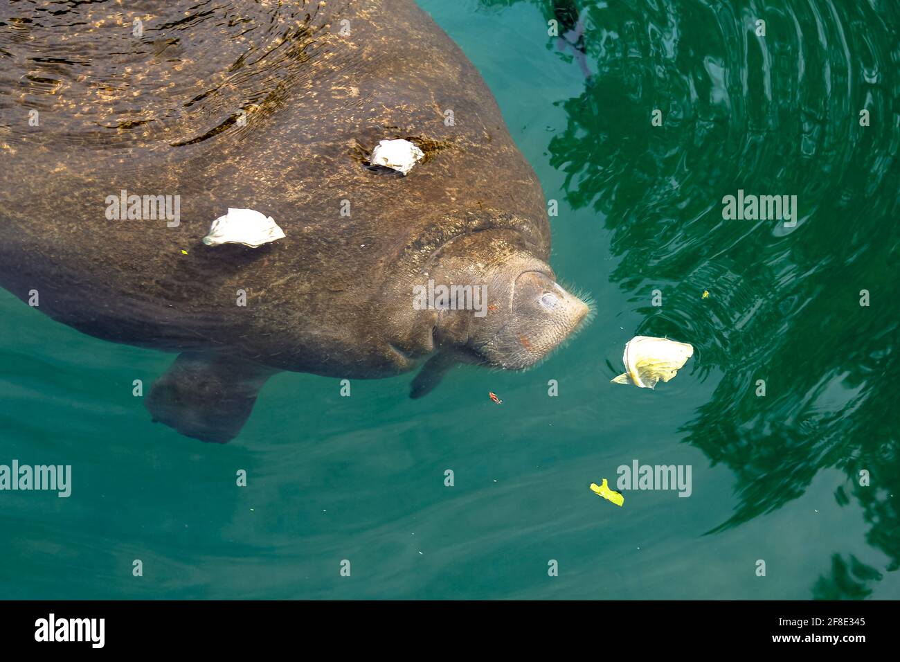 Crystal River Manatee in National Wildlife Refuge, Florida, United States.The Caribbean manatee, Trichechus manatus, is a mammal of Trichechidae Stock Photo