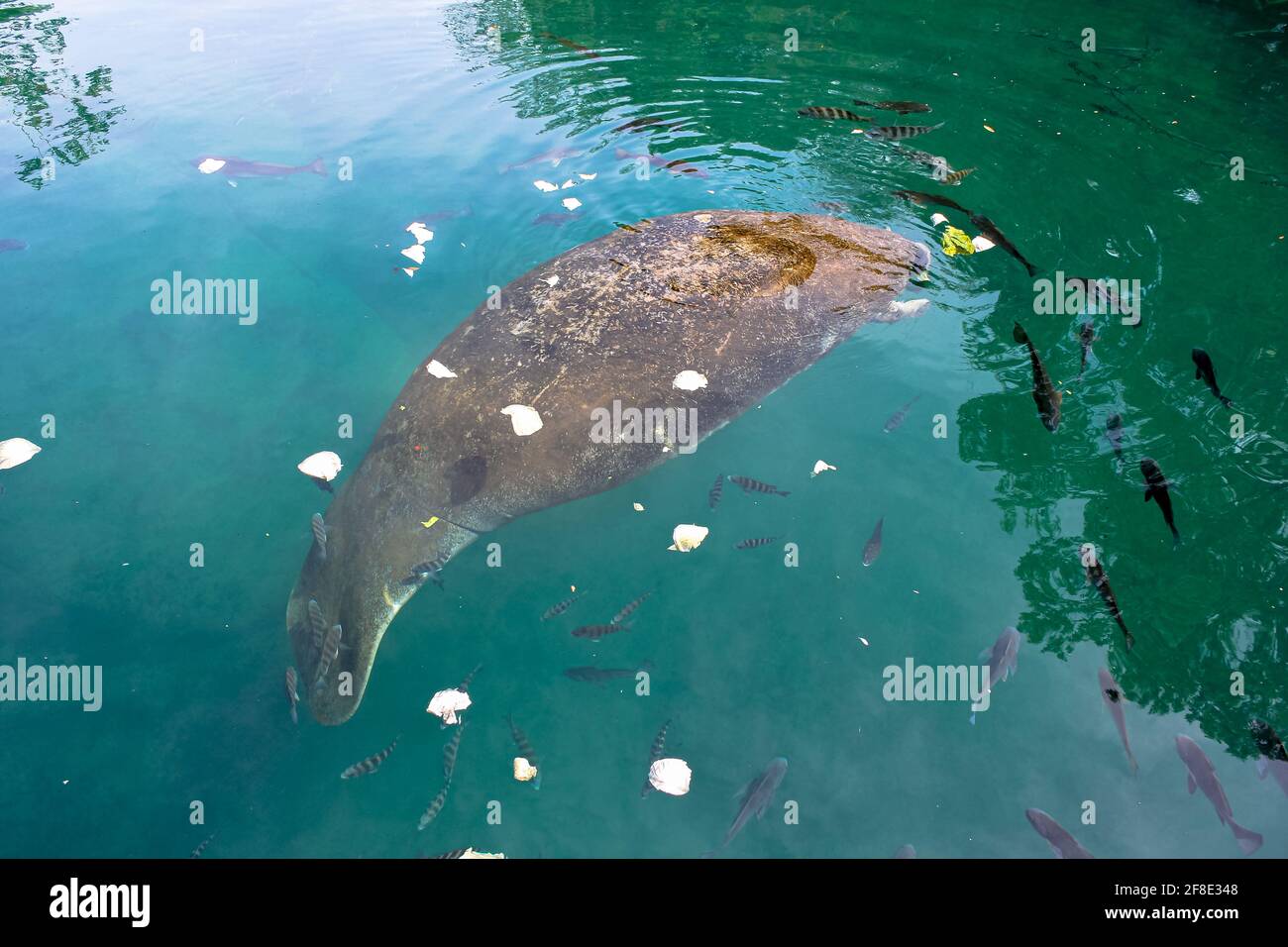 Herbivorous fish hi-res stock photography and images - Alamy Herbivorous fish hi-res stock photography and images - Alamy