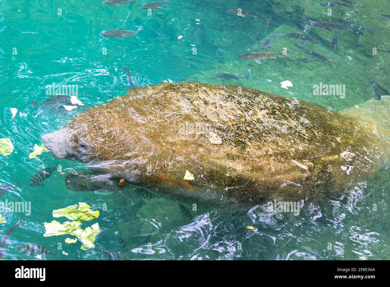 Manatee eating vegetables in Crystal River National Wildlife Refuge, Florida, United States.The Caribbean manatee, Trichechus manatus, is a mammal of Stock Photo