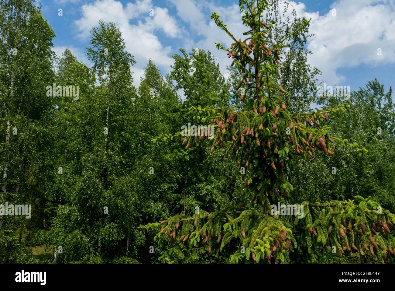 Young growing spruce blossom on a tip of branch spring, beautiful new cones in spruce. Stock Photo