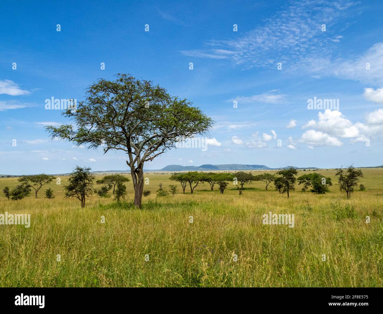 Serengeti National Park, Tanzania, Africa - February 29, 2020: Tree in grassland of the Serengeti Stock Photo