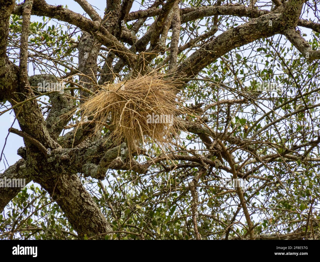 Serengeti National Park, Tanzania, Africa - February 29, 2020: Superb Starling nest hanging in a tree Stock Photo