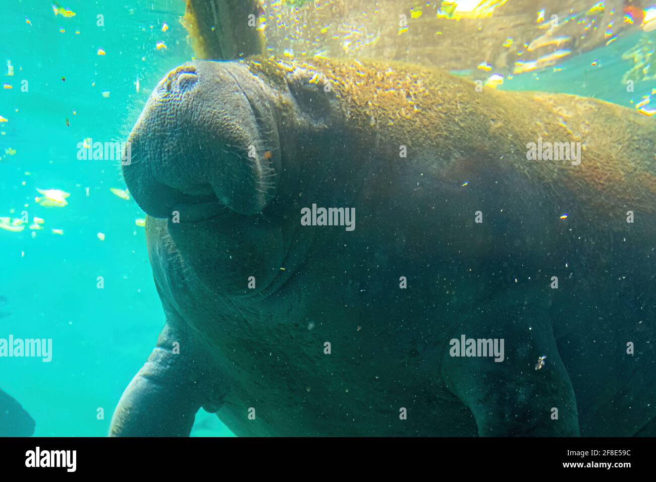 West Indian Manatee Eating