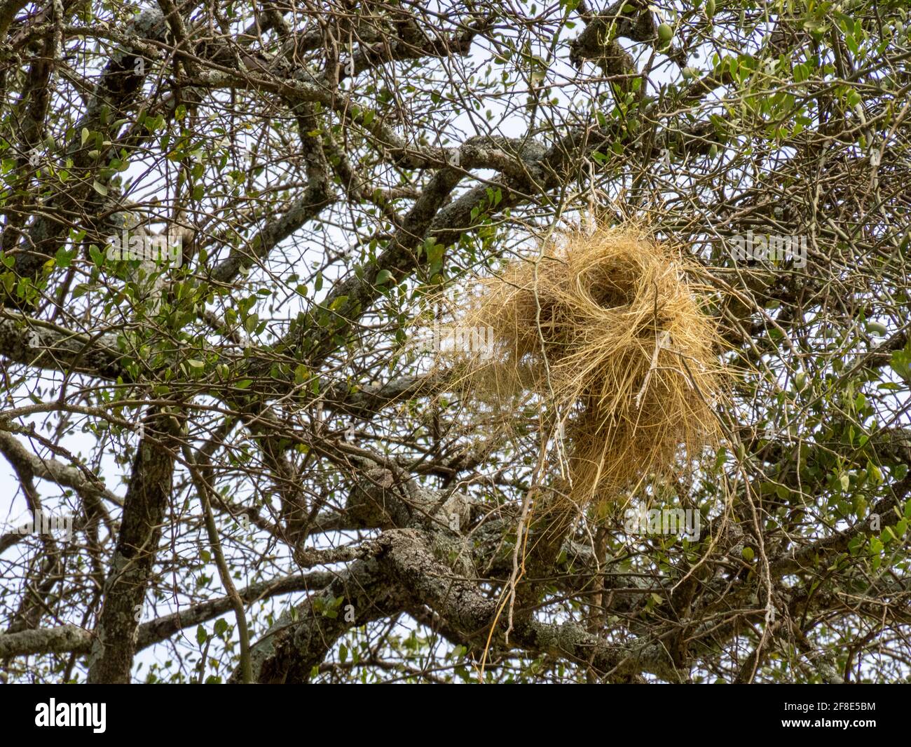 Serengeti National Park, Tanzania, Africa - February 29, 2020: Superb Starling nest hanging in a tree Stock Photo