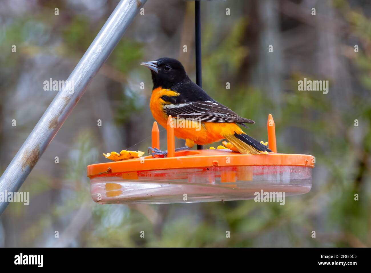 Male Baltimore oriole on an oriole bird feeder Bright orange bird