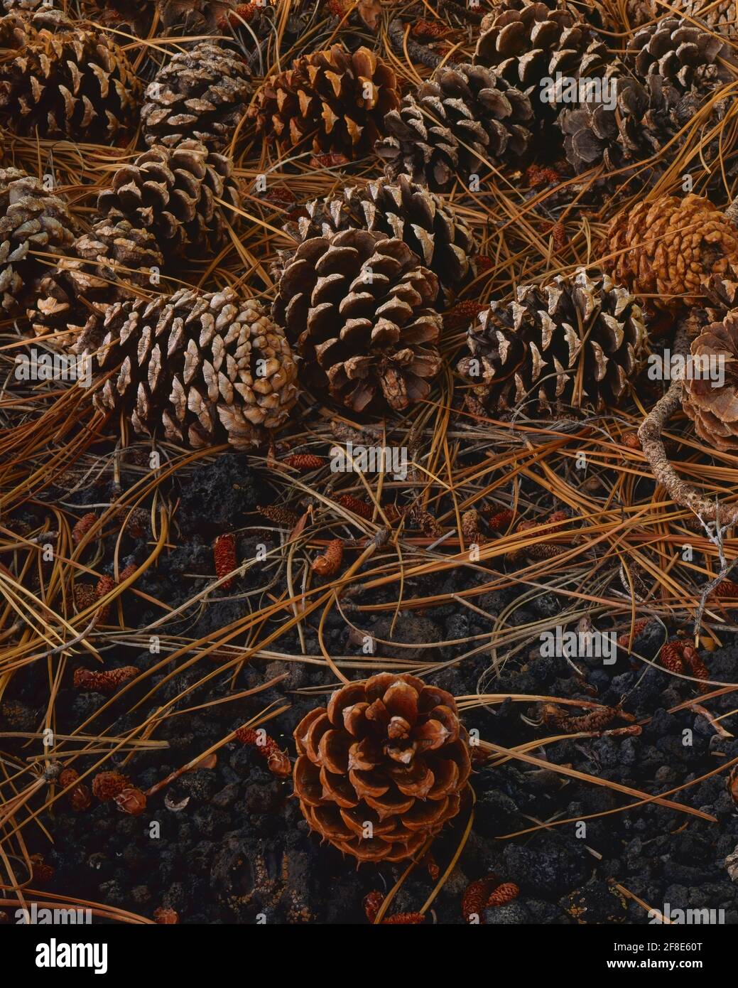 Sunset Crater National Monument  AZ / SEPT Ponderosa pinecones on a bed of needles and volcanic cinder. Stock Photo
