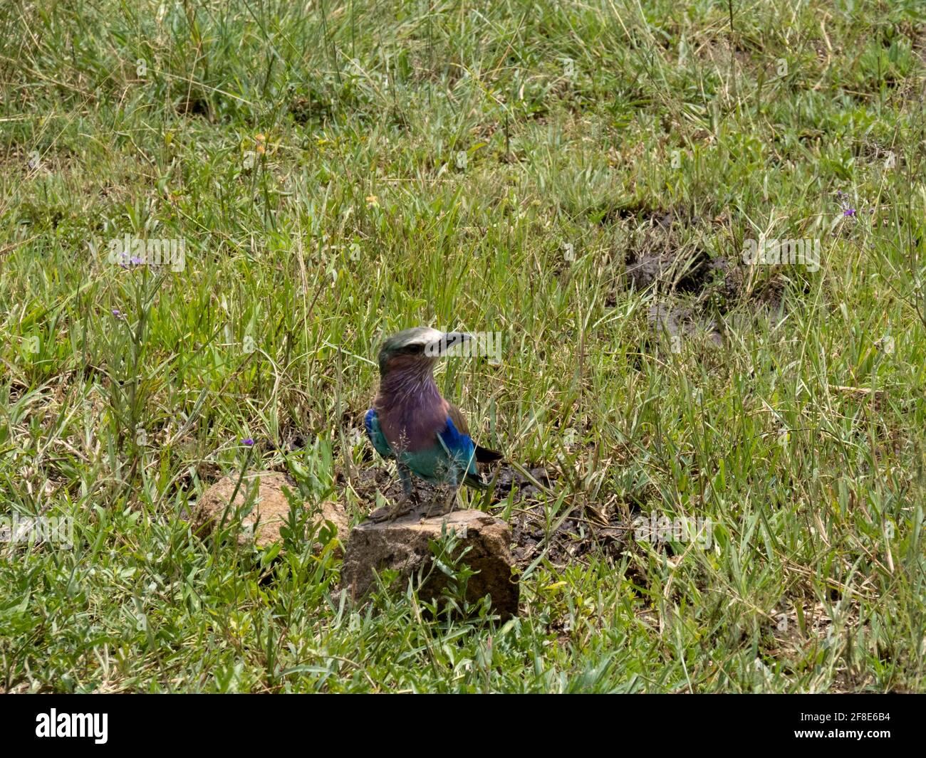 Serengeti National Park, Tanzania, Africa - February 29, 2020: Lilac breasted roller in grass of Serengeti Stock Photo