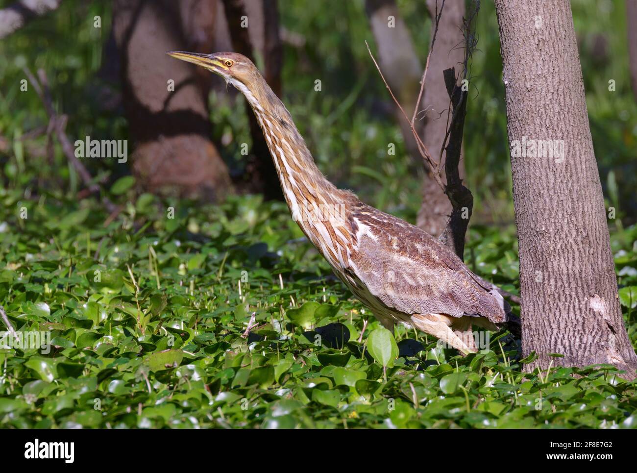 American bittern (Botaurus lentiginosus) stretches neck looking for prey in a forest swamp, Brazos Bend State Park, texas, USA. Stock Photo