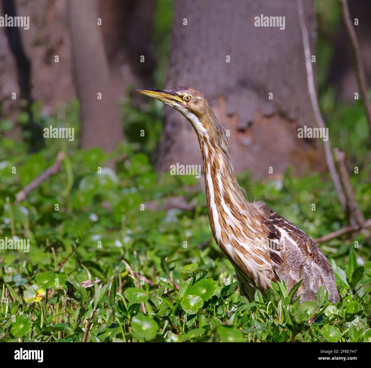 American bittern (Botaurus lentiginosus) stretches neck looking for prey in a forest swamp, Brazos Bend State Park, Texas, USA. Stock Photo