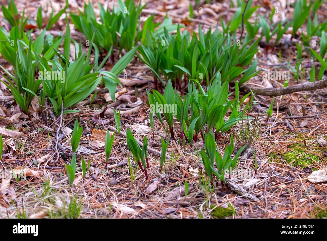 Wild Ramps wild garlic ( Allium tricoccum), commonly known as ramp