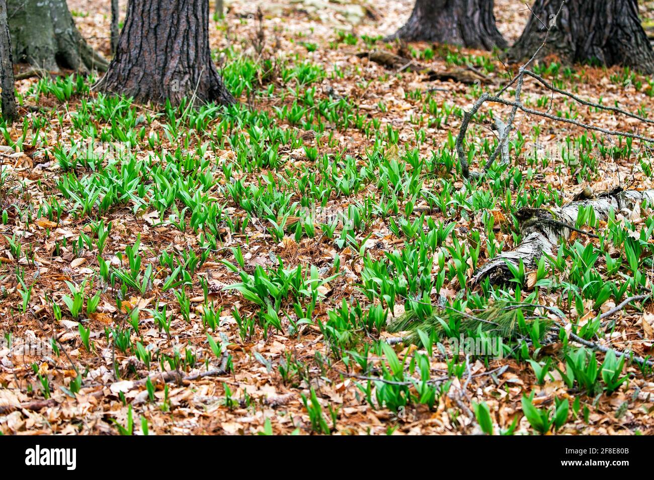 Wild Ramps wild garlic ( Allium tricoccum), commonly known as ramp, ramps, spring onion, wild