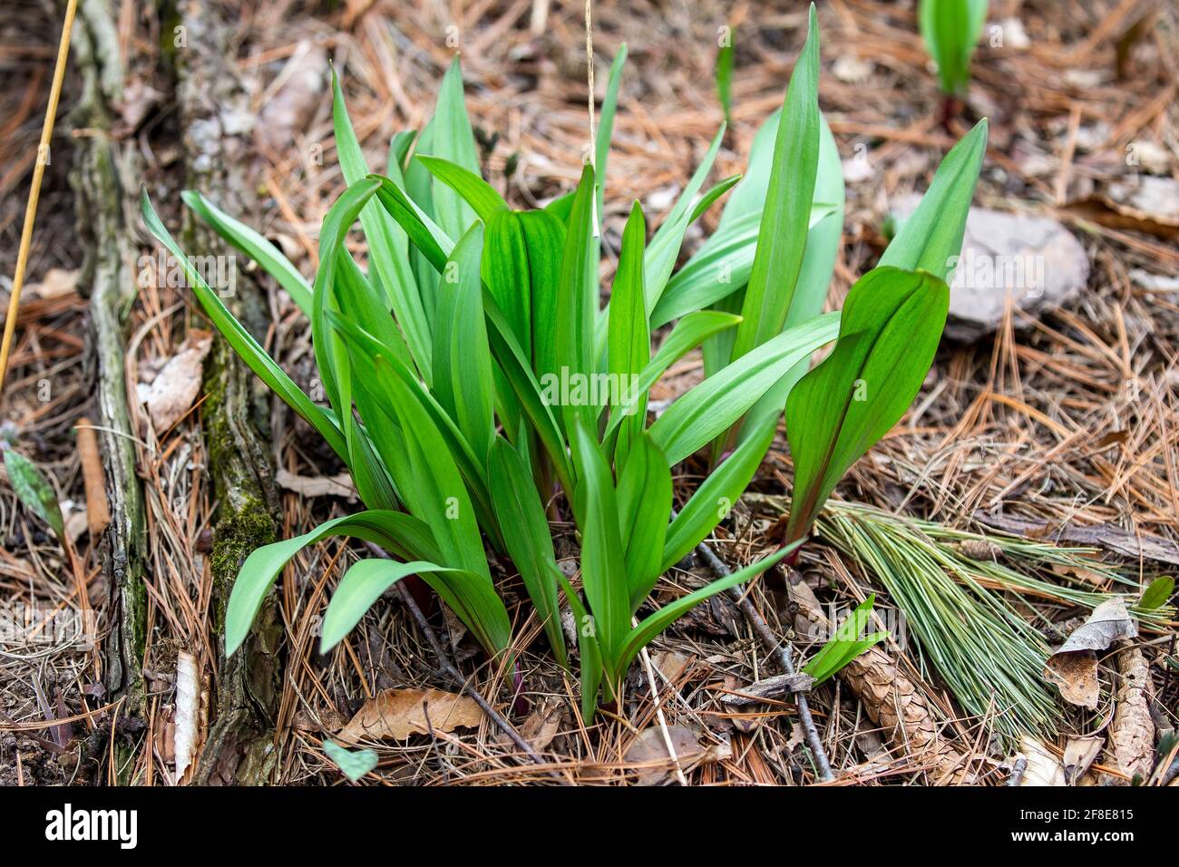 Wild Ramps wild garlic ( Allium tricoccum), commonly known as ramp