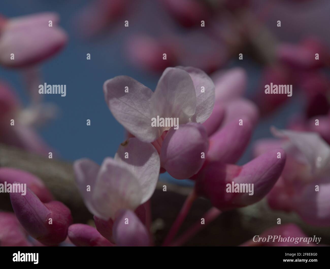Macro of little cherry blossoms Stock Photo - Alamy
