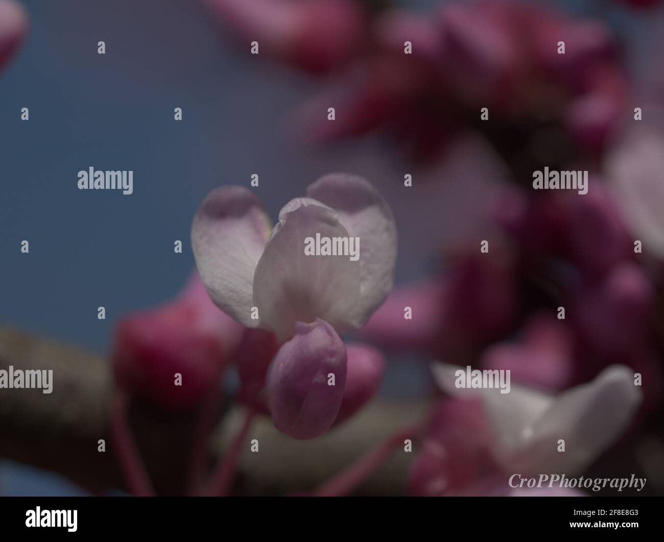 Macro of little cherry blossoms Stock Photo - Alamy