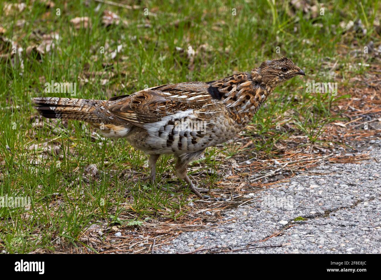 Friendly Ruffed Grouse Crossing the Road Stock Photo
